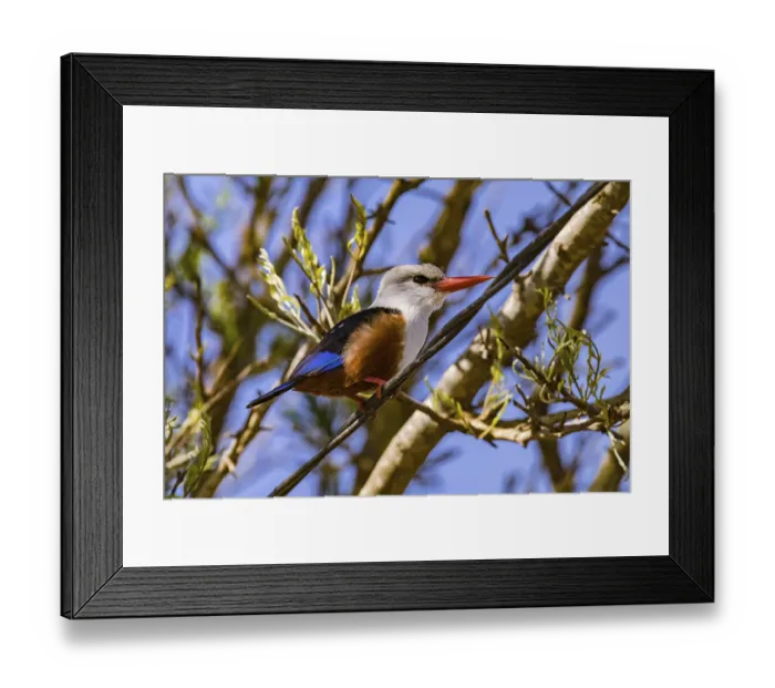 Framed Print : A colorful kingfisher with a distinctive red beak sits attentively on a cable