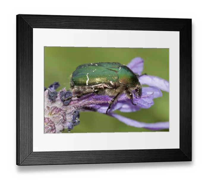 Framed Print : UK Berkshire Rose Chafer Beetle, UK