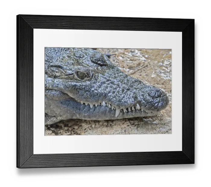 Framed Print : American crocodile (Crocodylus acutus) Mexico Framed Print : American crocodile (Crocodylus acutus) Mexico