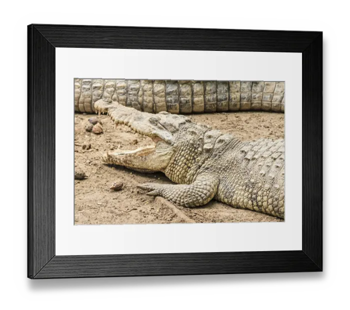 Framed Print : American crocodile (Crocodylus acutus) Mexico Framed Print : American crocodile (Crocodylus acutus) Mexico