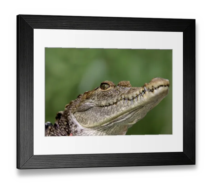 Framed Print : American crocodile (Crocodylus acutus) Mexico Framed Print : American crocodile (Crocodylus acutus) Mexico