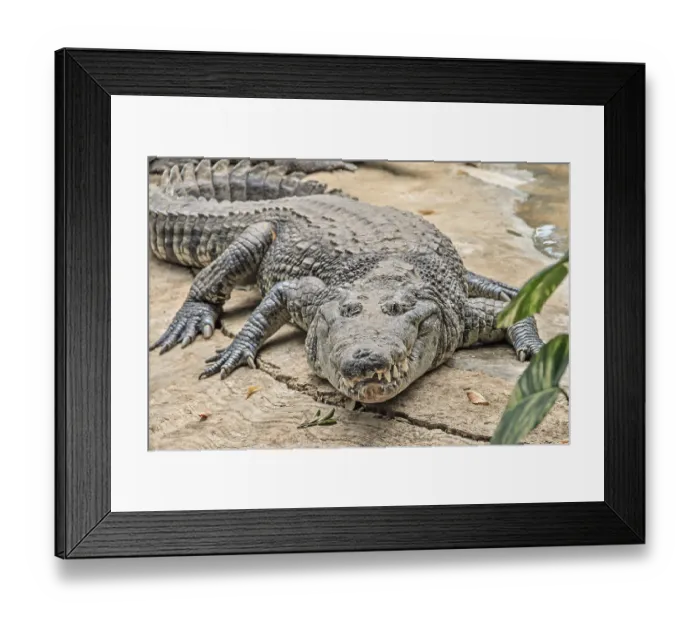 Framed Print : American crocodile (Crocodylus acutus) Mexico