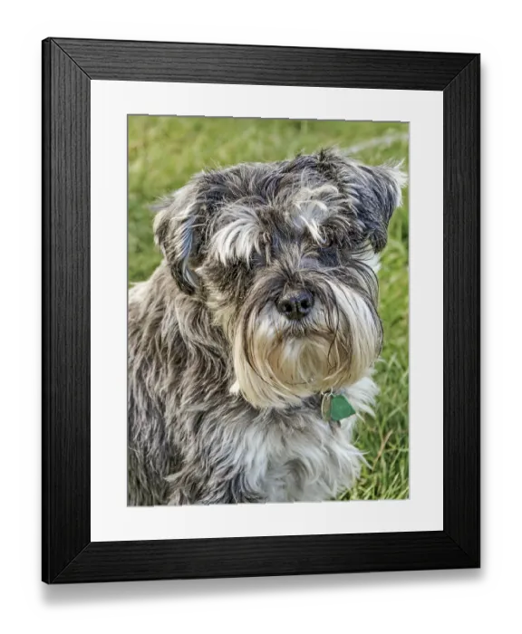Framed Print : Miniature Schnauzer Dog