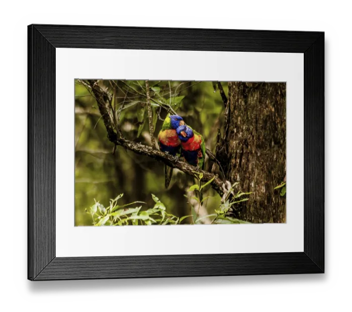 Framed Print : Rainbow Lorikeet (Trichoglossus haematodus) Australia