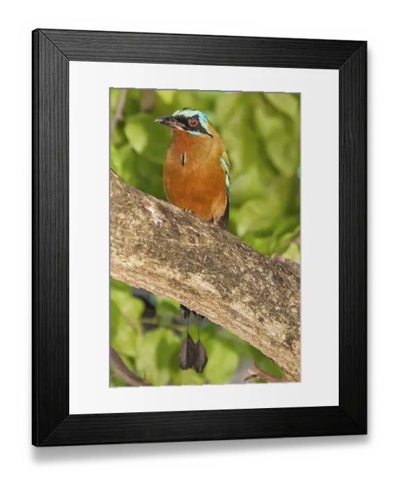 Framed Print : Blue-crowned Motmot (Momotus momota) Tobago West Indies