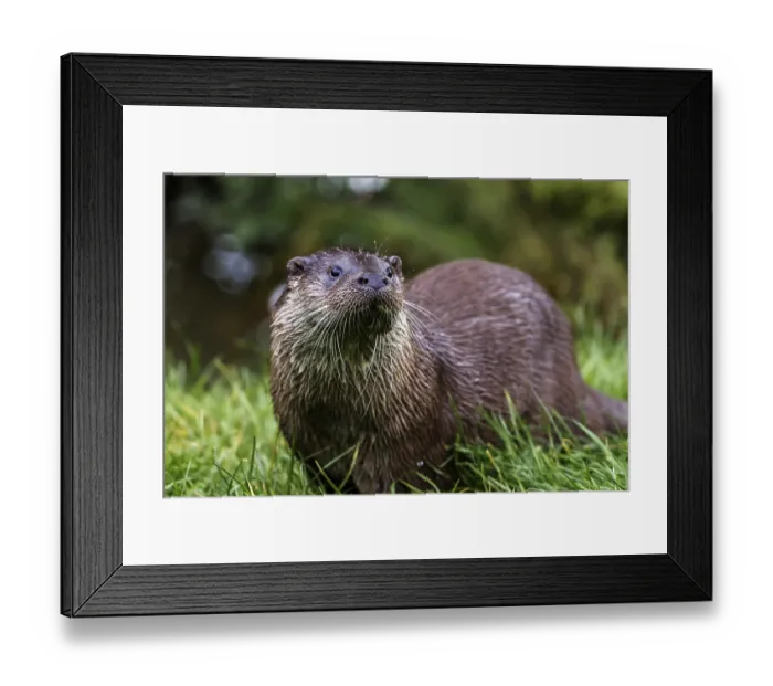 Framed Print : European Otter (Lutra lutra) UK Framed Print : European Otter (Lutra lutra) UK
