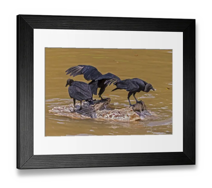 Framed Print : American black vultures (Coragyps atratus) Santarem Brazil
