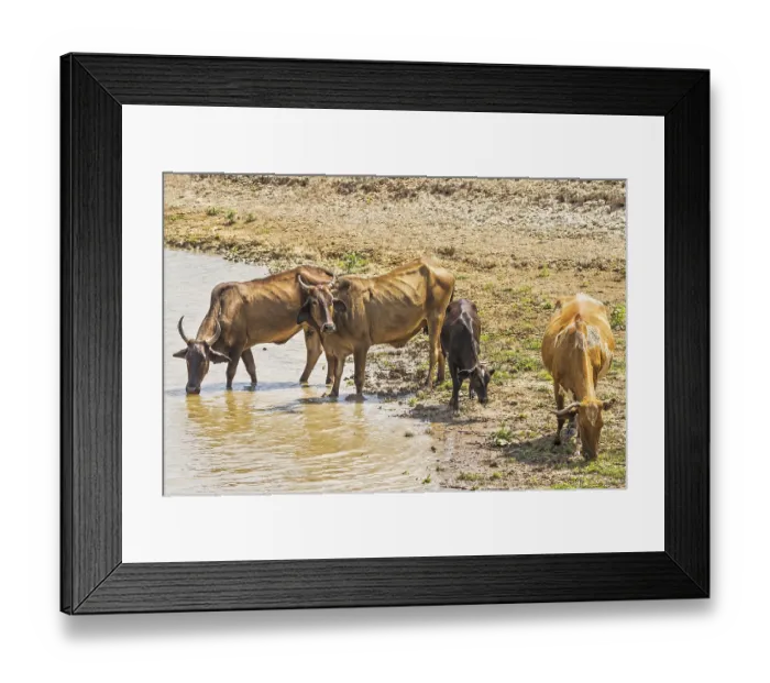 Framed Print : Cattle Crossing The River Santarem Brazil