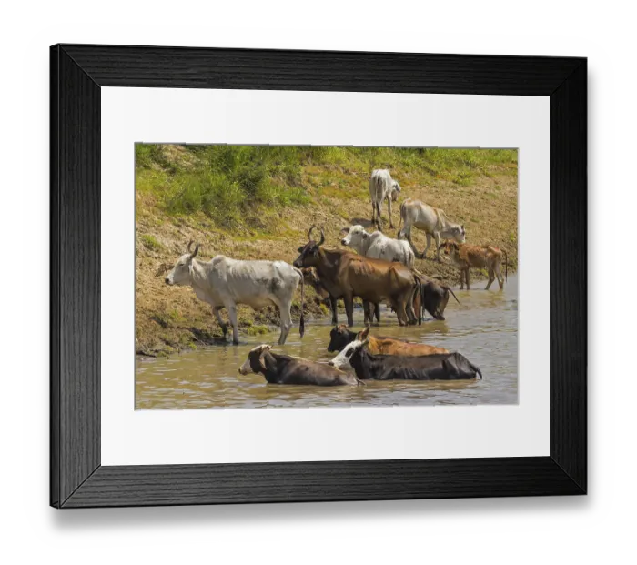 Framed Print : Cattle Crossing The River Santarem Brazil Framed Print : Cattle Crossing The River Santarem Brazil