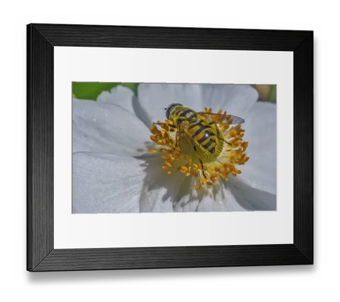 Framed Print : Hoverfly (Syrphidae) Diptera Arthropoda On A Flower Framed Print : Hoverfly (Syrphidae) Diptera Arthropoda On A Flower