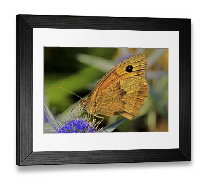 Framed Print : Meadow brown Butterfly On A Blue Flower