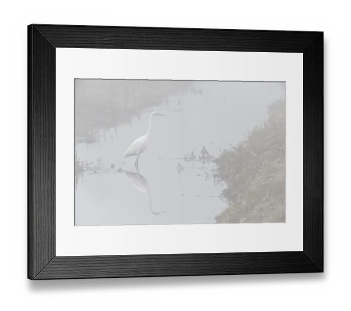 Framed Print : Great White Egret (Ardea alba) in the fog Framed Print : Great White Egret (Ardea alba) in the fog