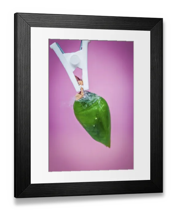 Framed Print : A green pupa of the tropical butterfly over pink background