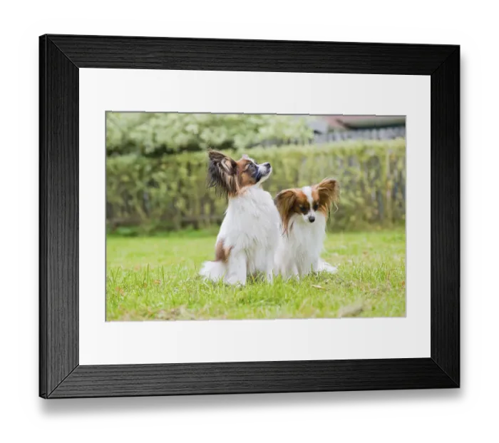 Framed Print : Outdoor portrait of a papillon purebreed dogs on the grass