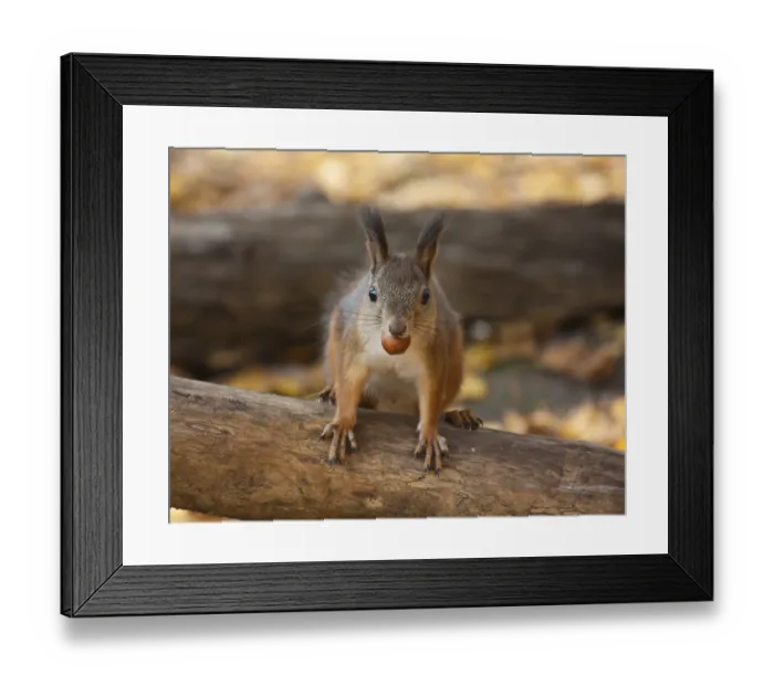Framed Print : Red squirrel in autumn park eating a nut