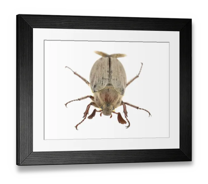 Framed Print : Brown chafer beetle isolated on white background