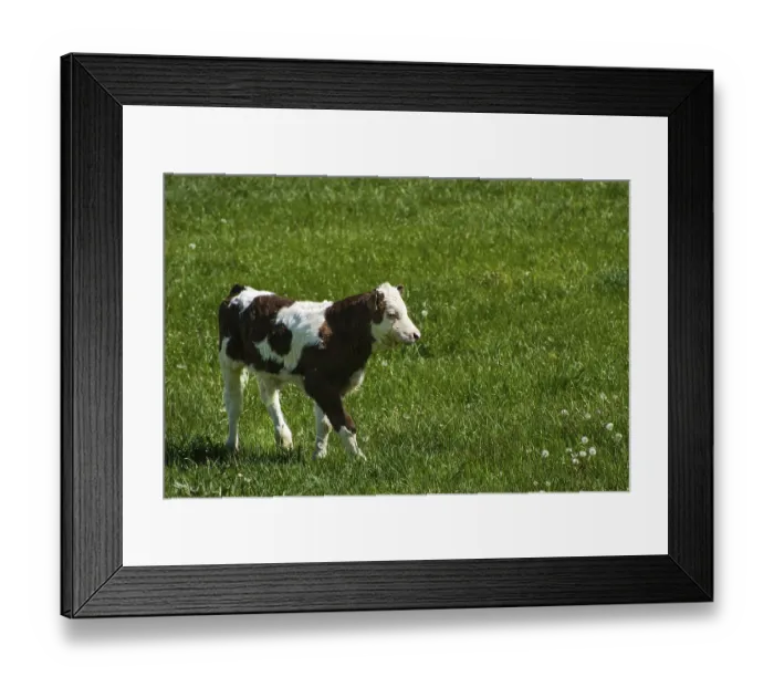 Framed Print : Photo of a cow standing in a field with hills Framed Print : Photo of a cow standing in a field with hills