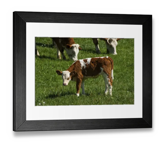 Framed Print : Photo of a cow standing in a field with hills Framed Print : Photo of a cow standing in a field with hills