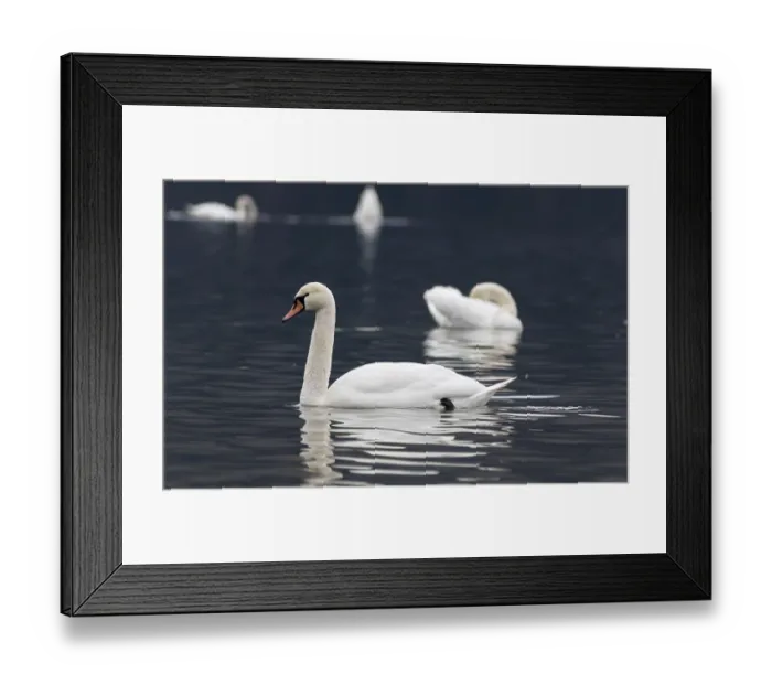 Framed Print : Mute wild beautiful swan swimming on a lake Framed Print : Mute wild beautiful swan swimming on a lake