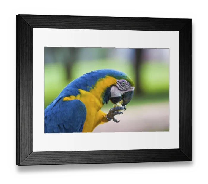Framed Print : Beautiful Blue-and-yellow Macaw (Ara ararauna) in the Brazilian wetland Framed Print : Beautiful Blue-and-yellow Macaw (Ara ararauna) in the Brazilian wetland