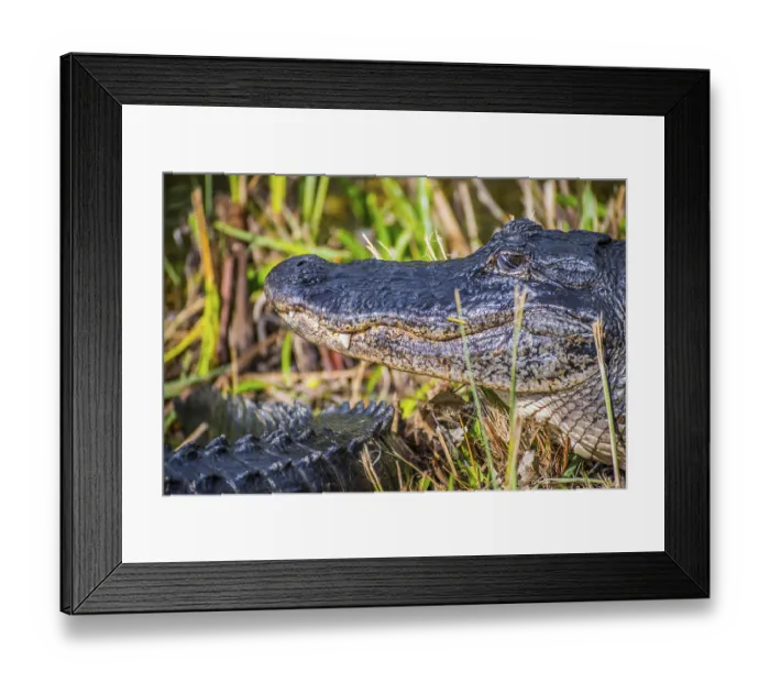 Framed Print : A reptilian commonly known as gator swimming around a swamp in the national park