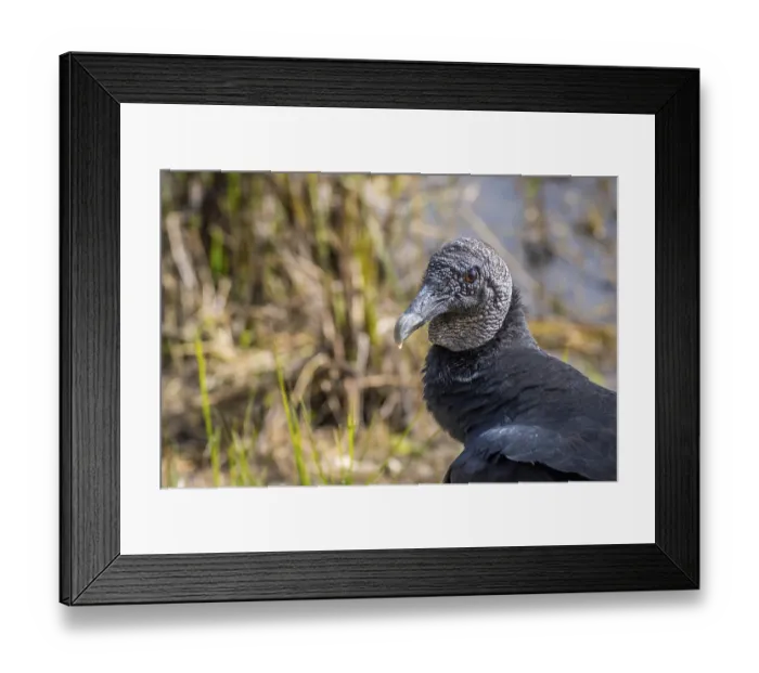 Framed Print : A portrait shot of large raptors with short