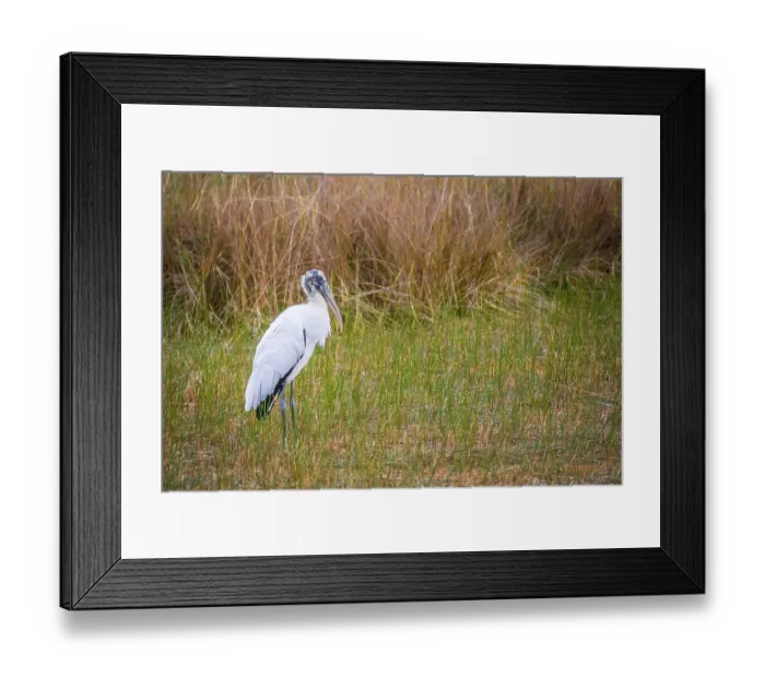 Framed Print : A portrait shot of a wading bird taking a stroll in the swamp