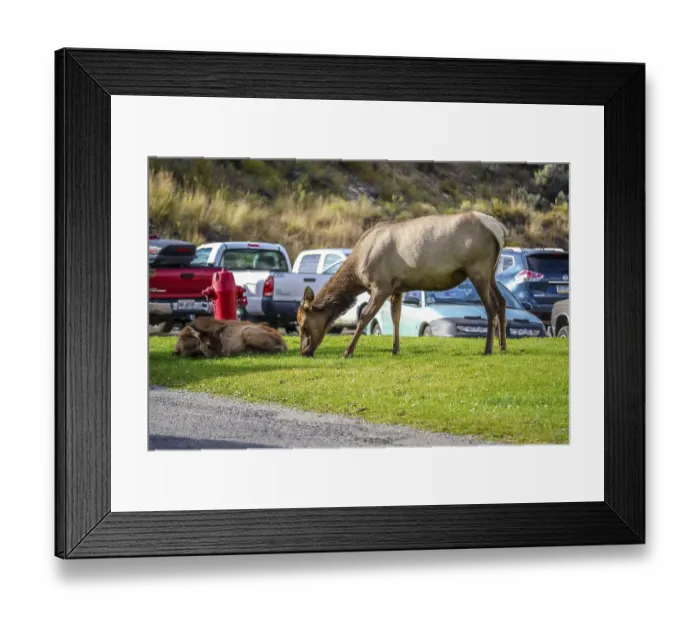 Framed Print : Cows roaming around the green pasture of the preserve national forest Framed Print : Cows roaming around the green pasture of the preserve national forest