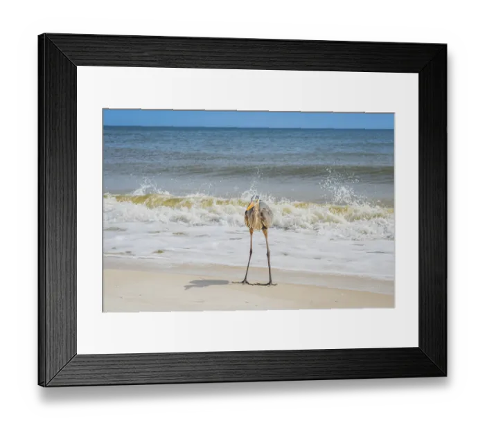 Framed Print : A large wading bird chilling around the coastline of Pensacola Framed Print : A large wading bird chilling around the coastline of Pensacola