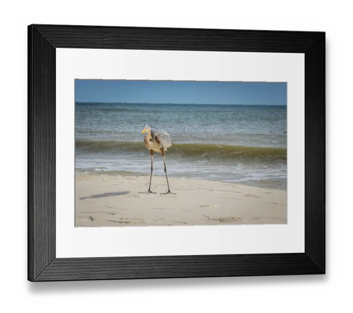 Framed Print : A large wading bird chilling around the coastline of Pensacola