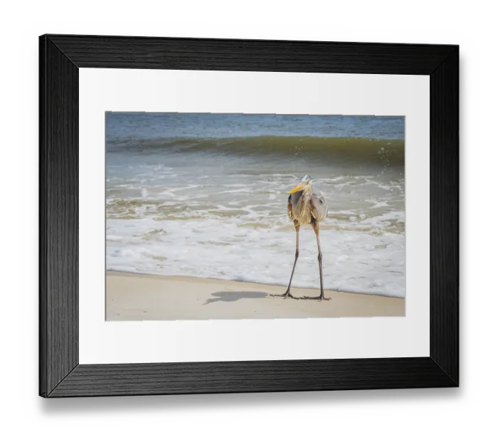 Framed Print : A large wading bird chilling around the coastline of Pensacola