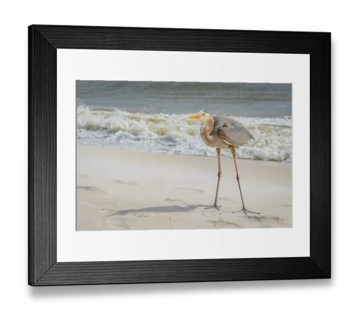 Framed Print : A large wading bird chilling around the coastline of Pensacola