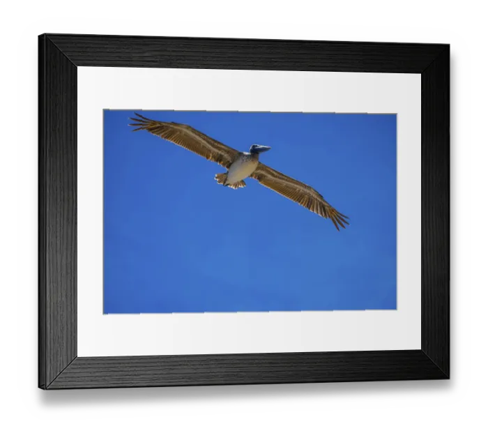 Framed Print : Large water birds gliding through the sky and enjoying the breeze of it Framed Print : Large water birds gliding through the sky and enjoying the breeze of it