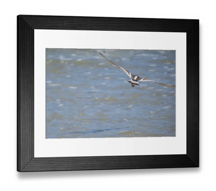 Framed Print : A relaxing small wading birds enjoying the view around the coastline of the seashore