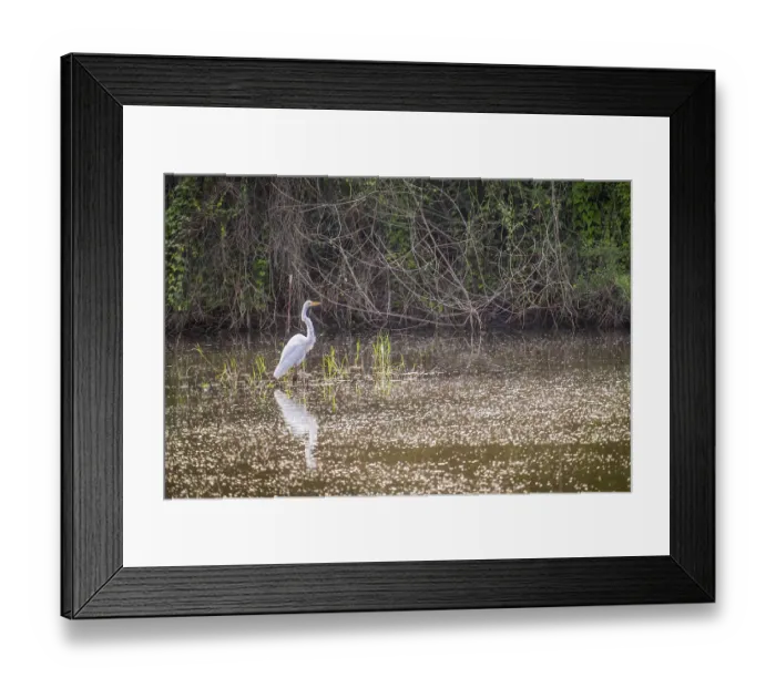 Framed Print : A large white common bird chilling around the park of Welasco