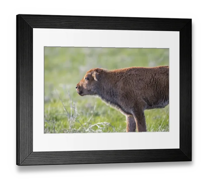 Framed Print : Baby Bison roaming around in the greenery pasture of the preserve park