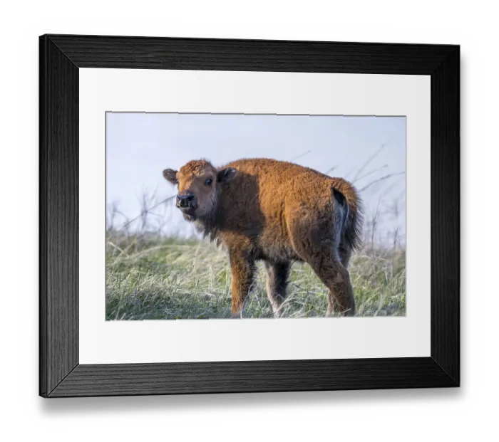 Framed Print : Baby Bison roaming around in the greenery pasture of the preserve park Framed Print : Baby Bison roaming around in the greenery pasture of the preserve park
