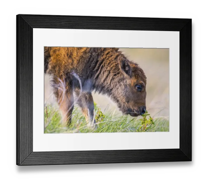 Framed Print : Baby Bison roaming around in the greenery pasture of the preserve park Framed Print : Baby Bison roaming around in the greenery pasture of the preserve park