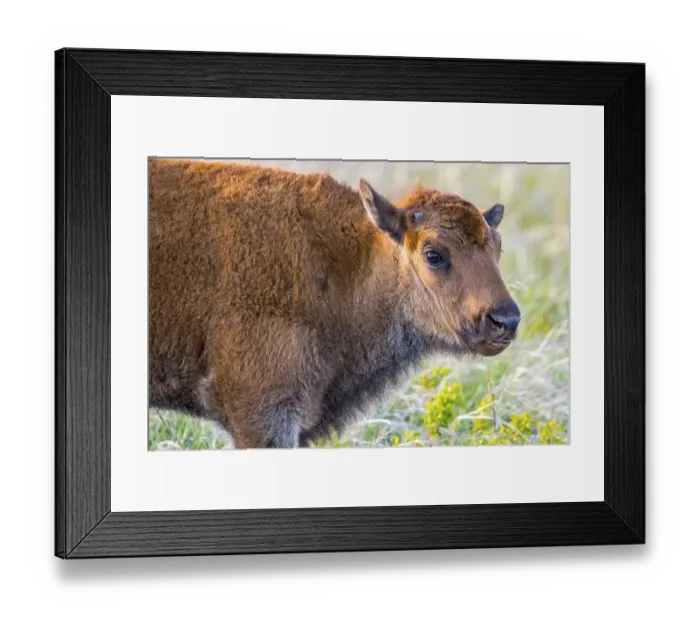 Framed Print : Baby Bison roaming around in the greenery pasture of the preserve park Framed Print : Baby Bison roaming around in the greenery pasture of the preserve park