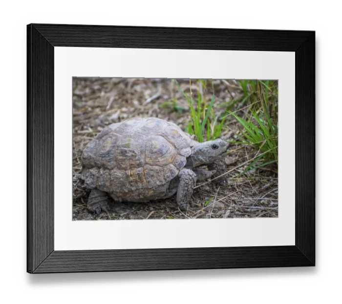 Framed Print : A commonly known tortoise roaming around the park of Weslaco looking for food