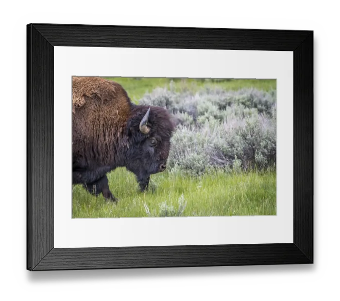 Framed Print : Buffaloes roaming around in the greenery pasture of the preserve park Framed Print : Buffaloes roaming around in the greenery pasture of the preserve park