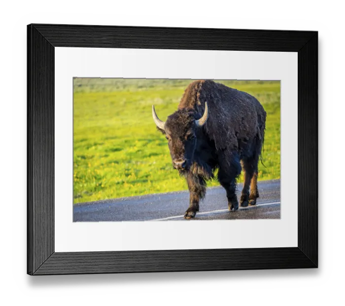 Framed Print : Buffaloes roaming around in the greenery pasture of the preserve park