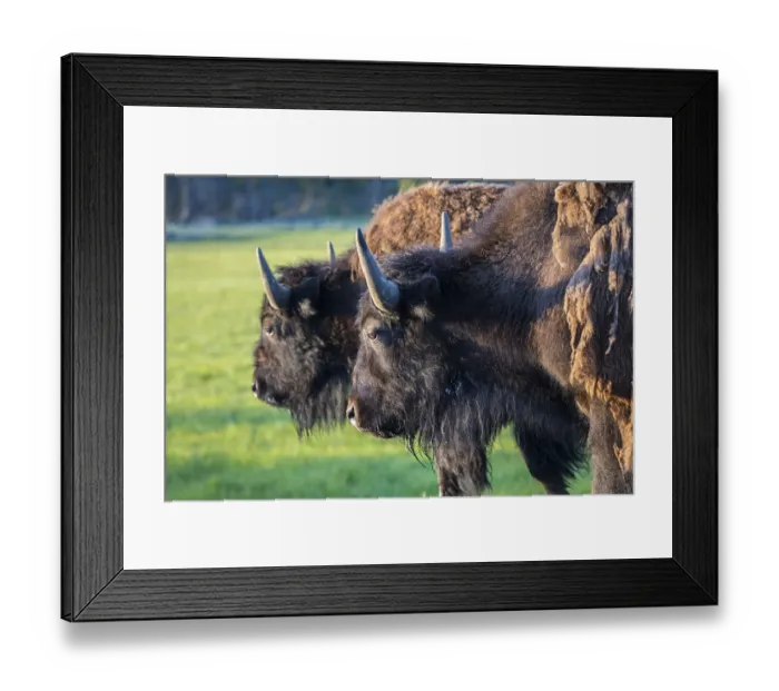 Framed Print : Buffaloes roaming around in the greenery pasture of the preserve park