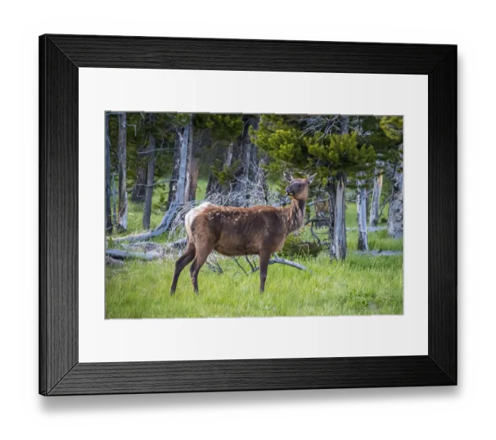 Framed Print : A calf roaming around the green pasture of the preserve national forest