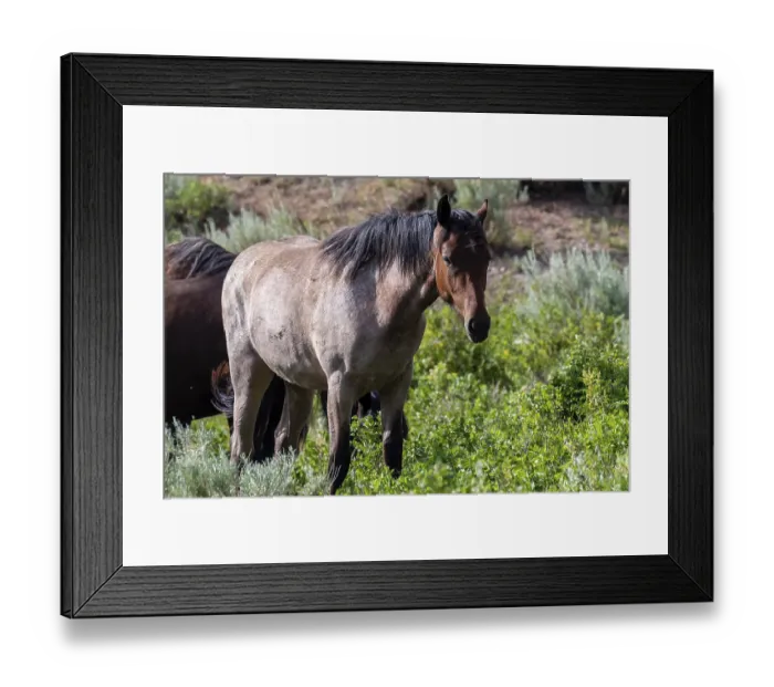 Framed Print : A domesticated one-toed hoofed mammal roaming around the preserve park Framed Print : A domesticated one-toed hoofed mammal roaming around the preserve park