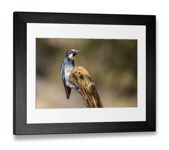 Framed Print : A medium sized woodpecker enjoying the scenic view in Mt Lemmon Framed Print : A medium sized woodpecker enjoying the scenic view in Mt Lemmon