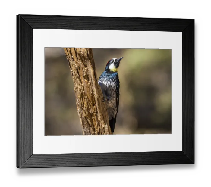 Framed Print : A medium sized woodpecker enjoying the scenic view in Mt Lemmon