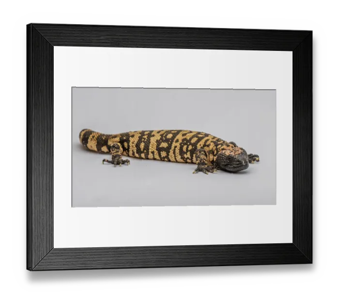 Framed Print : A lack, patterned venomous lizard in Sonora Desert Museum