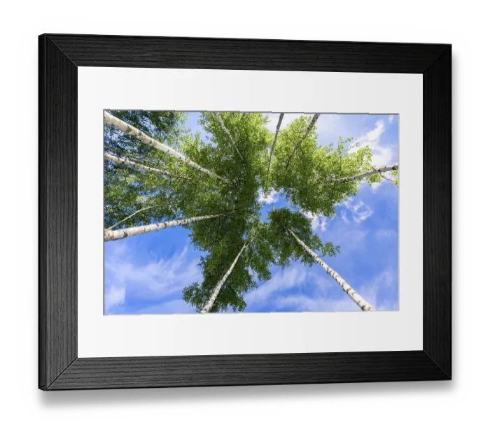 Framed Print : Crowns of tall birch trees above his head in the forest against a blue sky