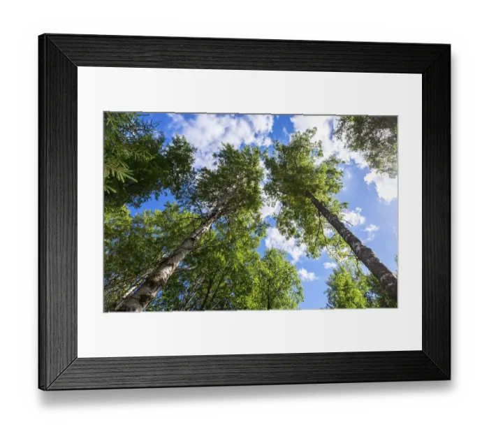 Framed Print : Crowns of tall birch trees above his head in the forest against a blue sky Framed Print : Crowns of tall birch trees above his head in the forest against a blue sky